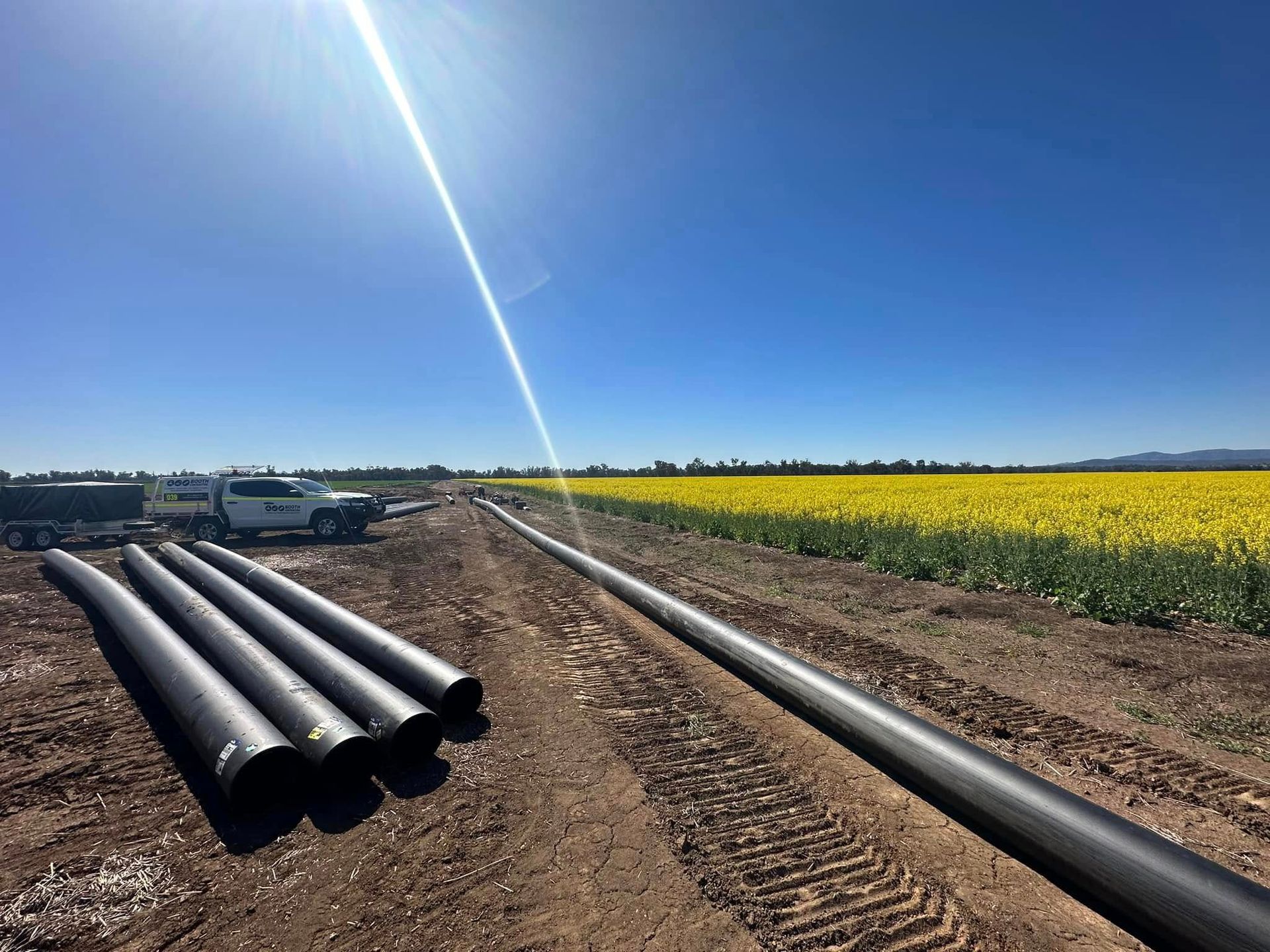 Black irrigation pipes beside a dirt road in a sunny farm field with yellow crops under a blue sky Black irrigation pipes beside a dirt road in a sunny farm field with yellow crops under a blue sky