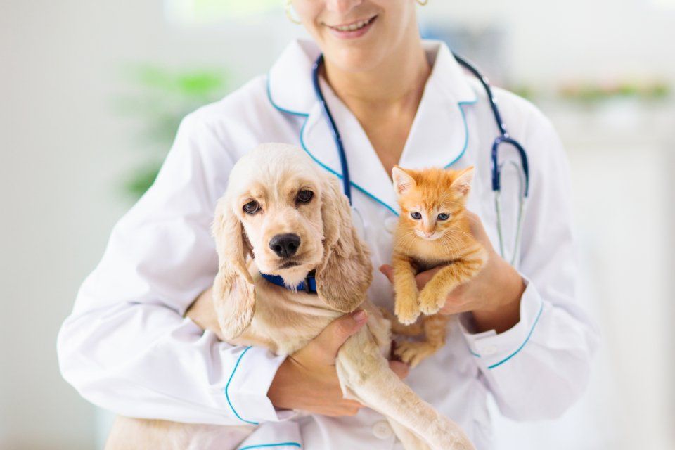 Visite veterinarie