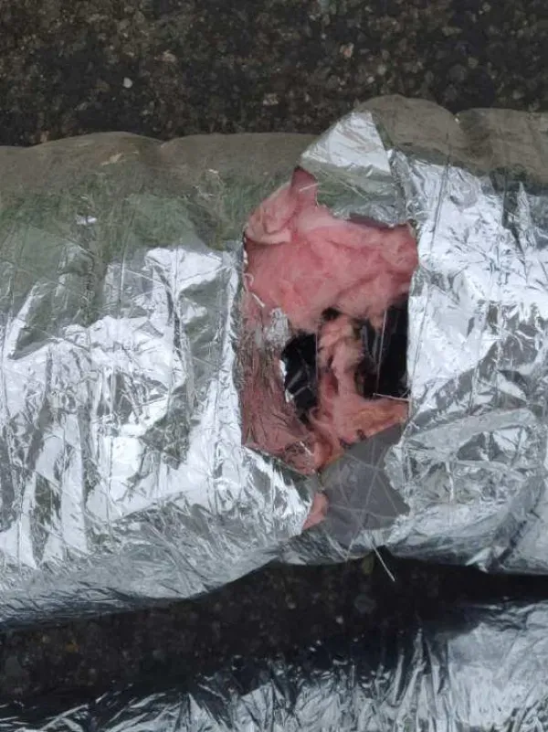 A piece of meat is wrapped in aluminum foil.