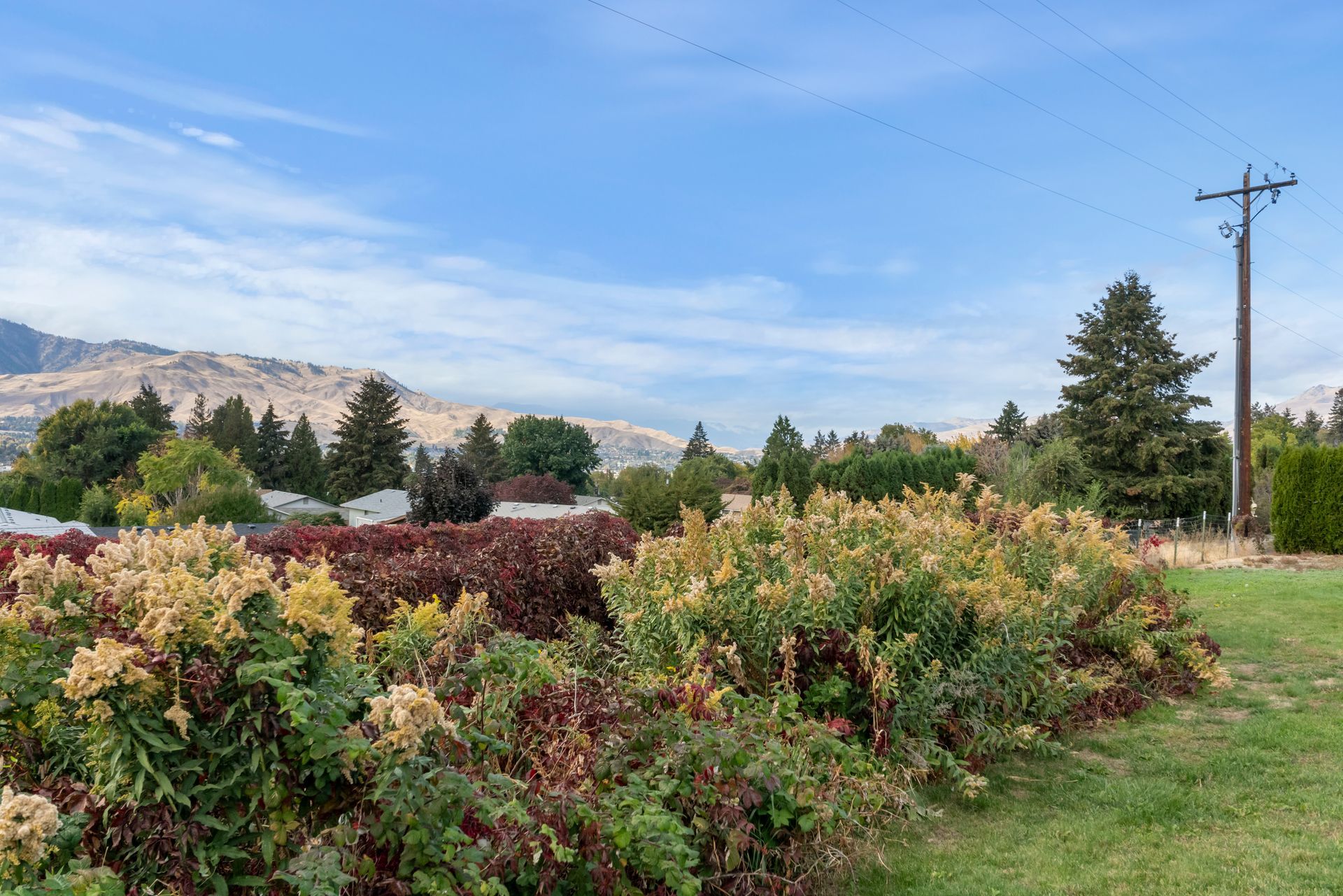A lush green field with a telephone pole in the foreground and a mountain in the background.