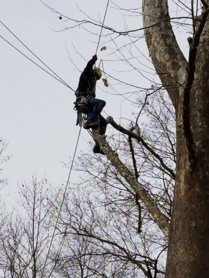 Removing the Tree — Northampton, PA — Buchanan Tree Expert LLC