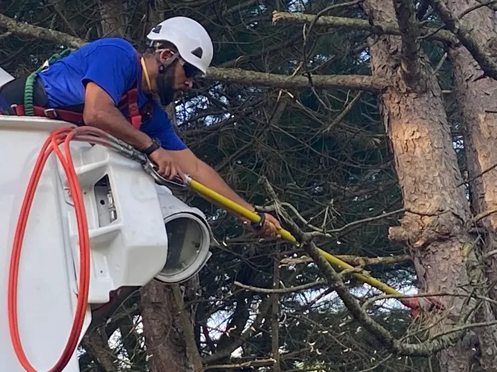 Trimming the Branches — Northampton, PA — Buchanan Tree Expert LLC