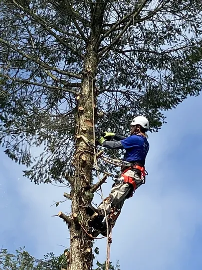 A Man Above the Tree — Northampton, PA — Buchanan Tree Expert LLC