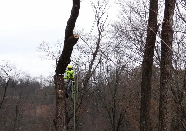 Cutting the Trunk of a Tree — Northampton, PA — Buchanan Tree Expert LLC