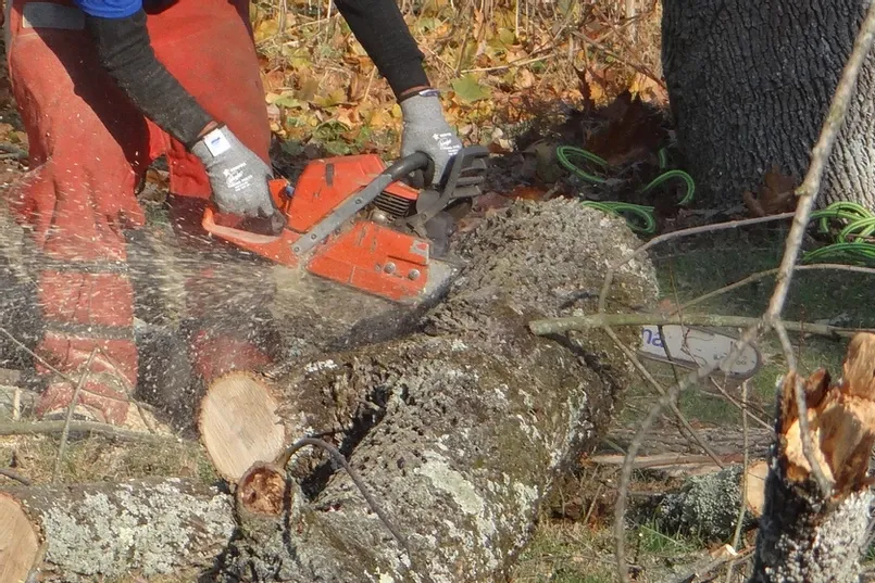 Cutting the Trunk with a Chainsaw — Northampton, PA — Buchanan Tree Expert LLC
