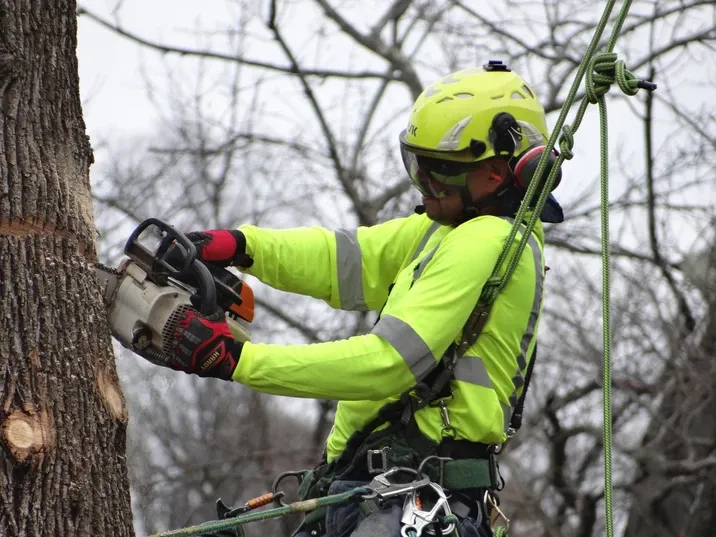 A Man With Safety Harness Cutting the Tree — Northampton, PA — Buchanan Tree Expert LLC