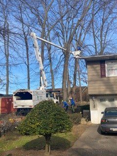 Removing of a Large Tree — Northampton, PA — Buchanan Tree Expert LLC