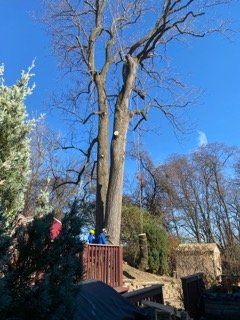 Cutting the Large Tree — Northampton, PA — Buchanan Tree Expert LLC