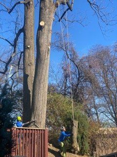 Safe Removal of a Large Tree — Northampton, PA — Buchanan Tree Expert LLC