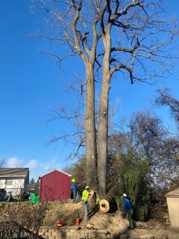 Removing the Huge Tree — Northampton, PA — Buchanan Tree Expert LLC