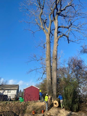 A Group of Professionals Removing the Tree — Northampton, PA — Buchanan Tree Expert LLC