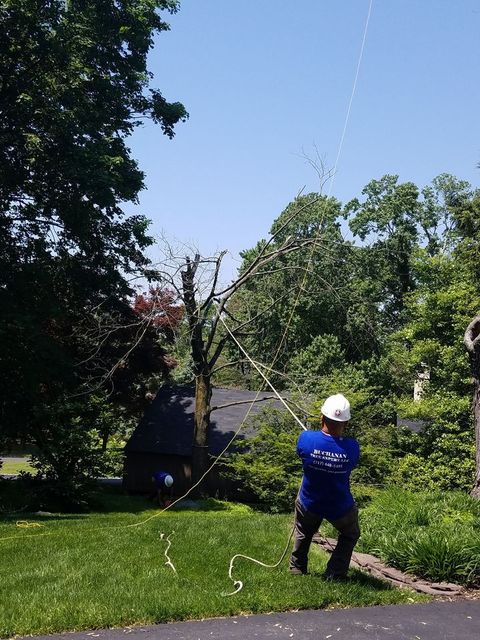 Removing a Dead Tree — Northampton, PA — Buchanan Tree Expert LLC