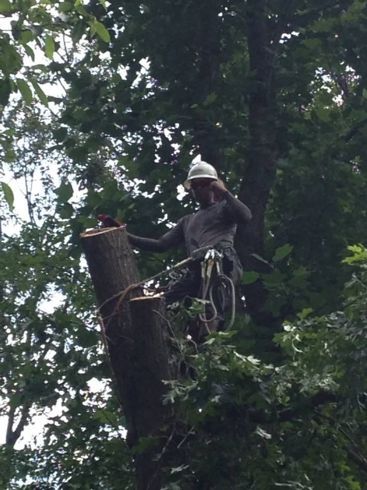 Cutting Huge Tree After Storm — Northampton, PA — Buchanan Tree Expert LLC