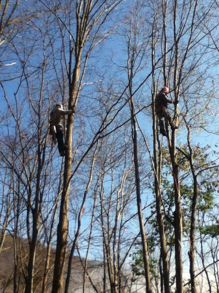 Trimming the Tree Branches — Northampton, PA — Buchanan Tree Expert LLC