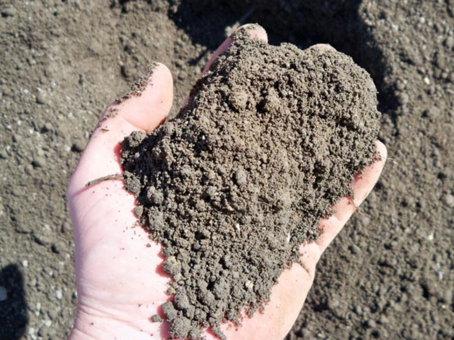 a person is holding a pile of dirt in their hand .