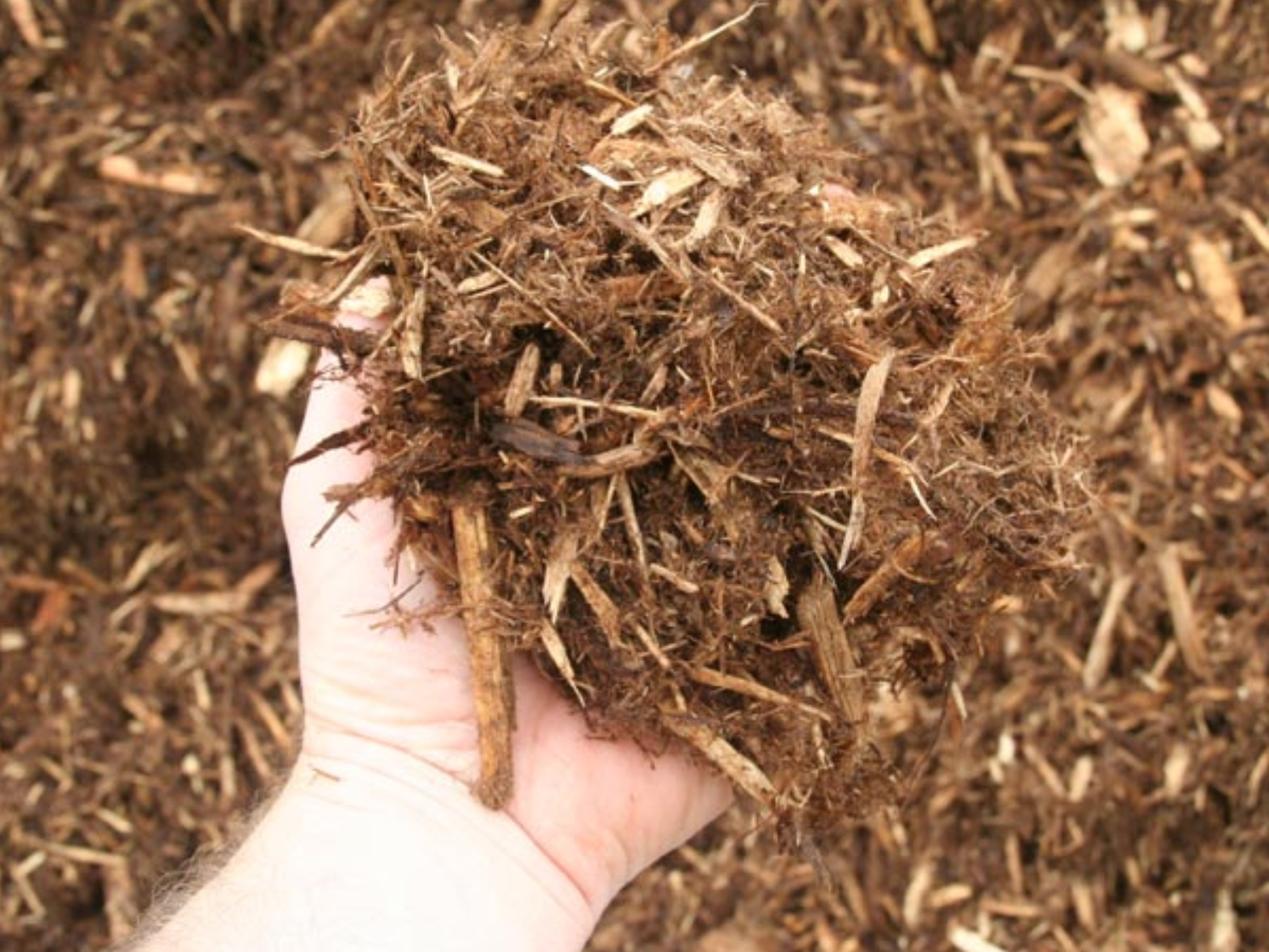 a person is holding a pile of mulch in their hand .