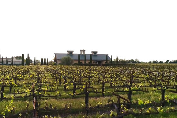 A large vineyard with a building in the background.