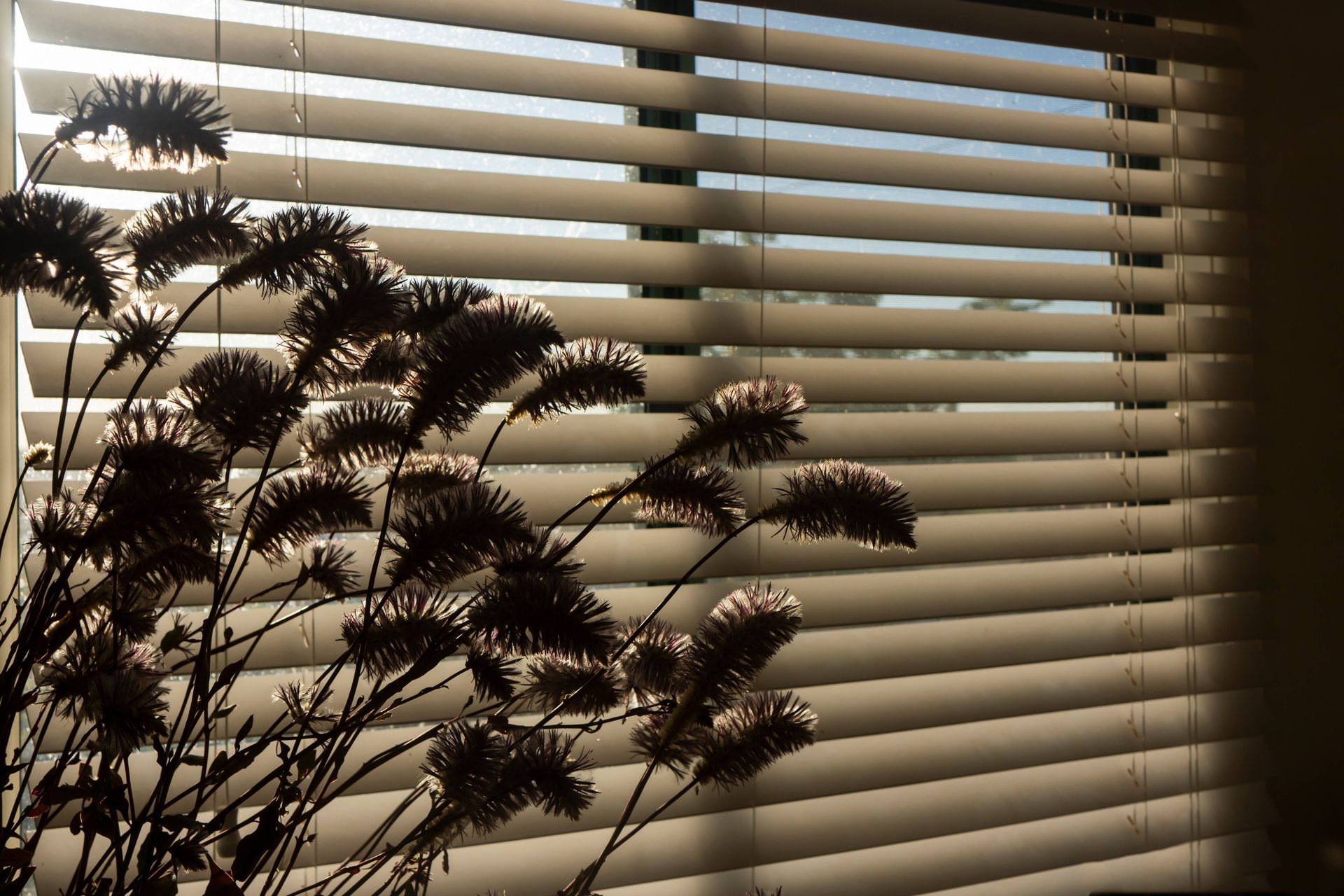 A shadowed plant in front of a set of window blinds at Blinded by Delight Window Coverings & Design near Boerne, Texas (TX)
