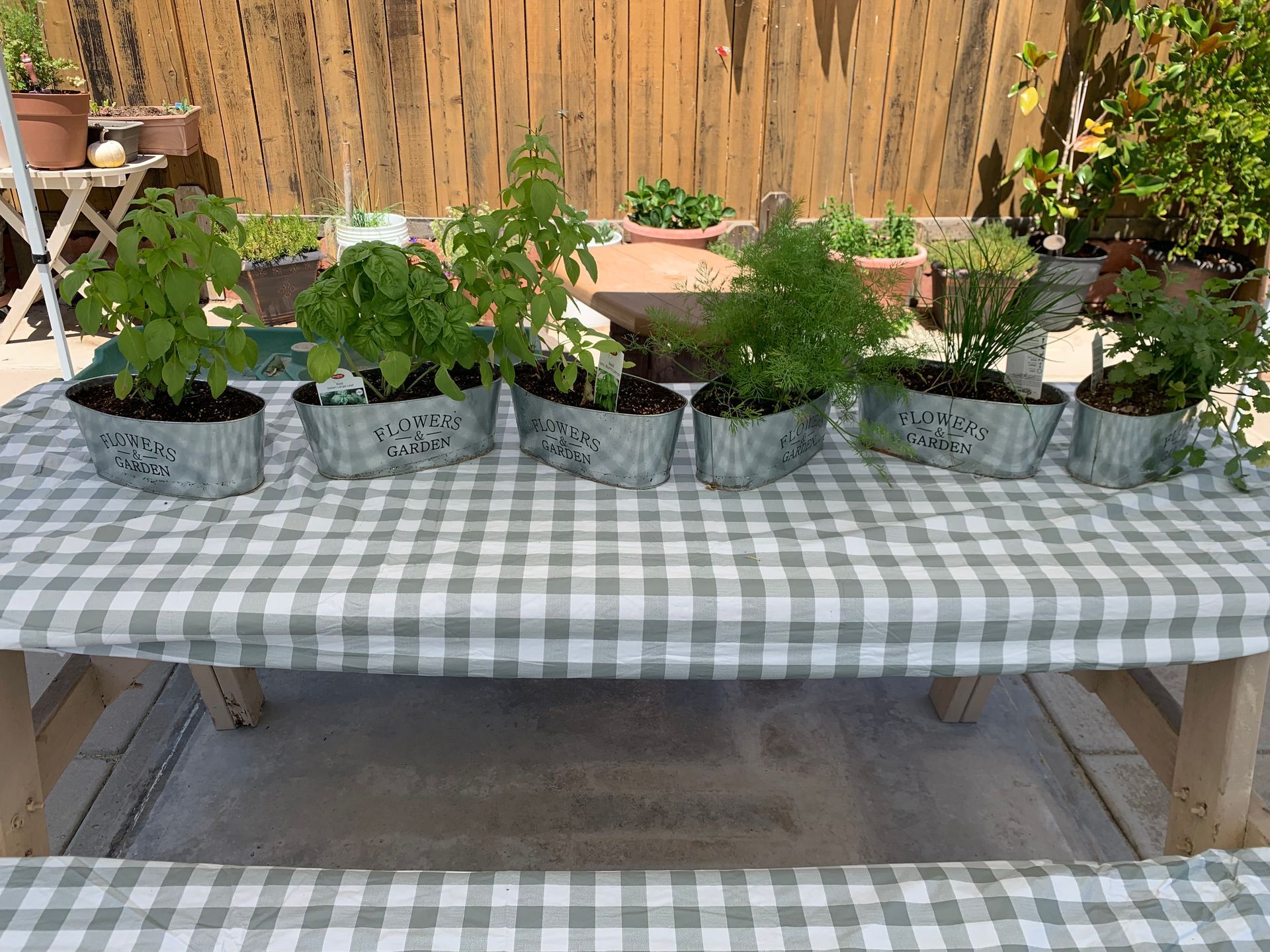 A table with a checkered tablecloth and potted plants on it