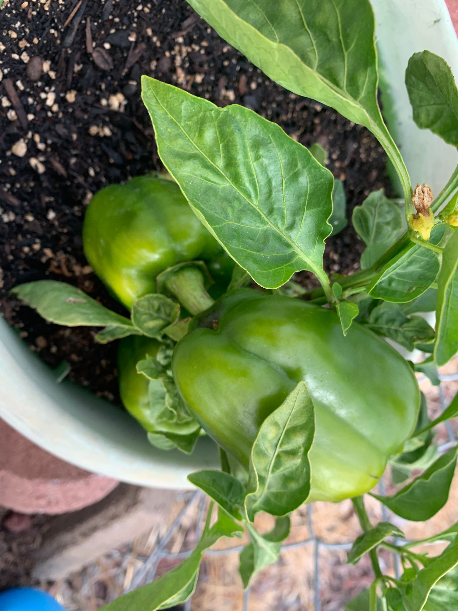 A close up of a green pepper growing in a pot.