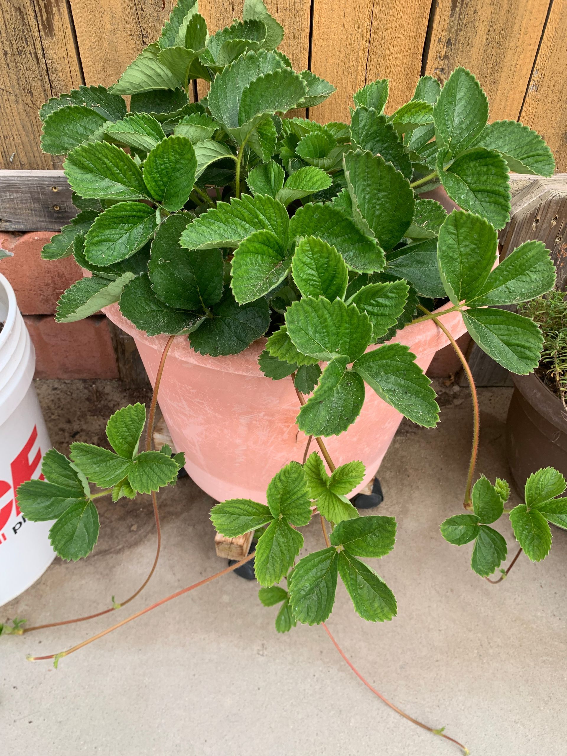 A strawberry plant is growing in a pink pot