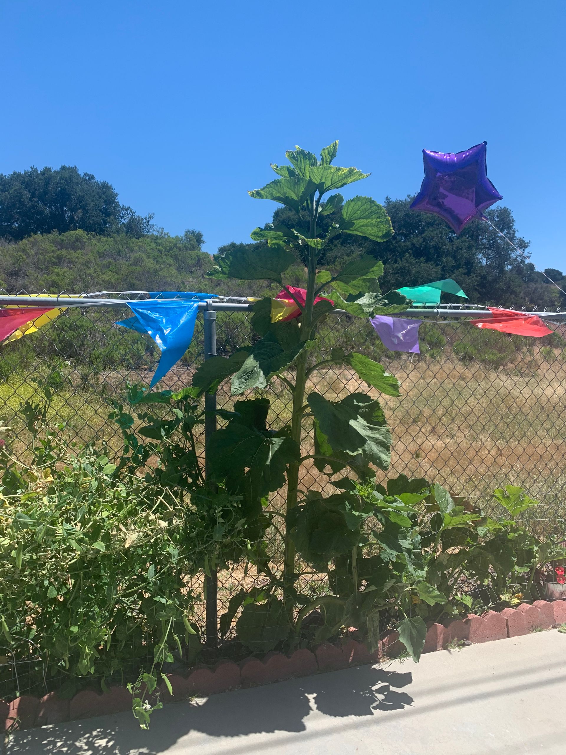 A fence with flags and balloons hanging from it