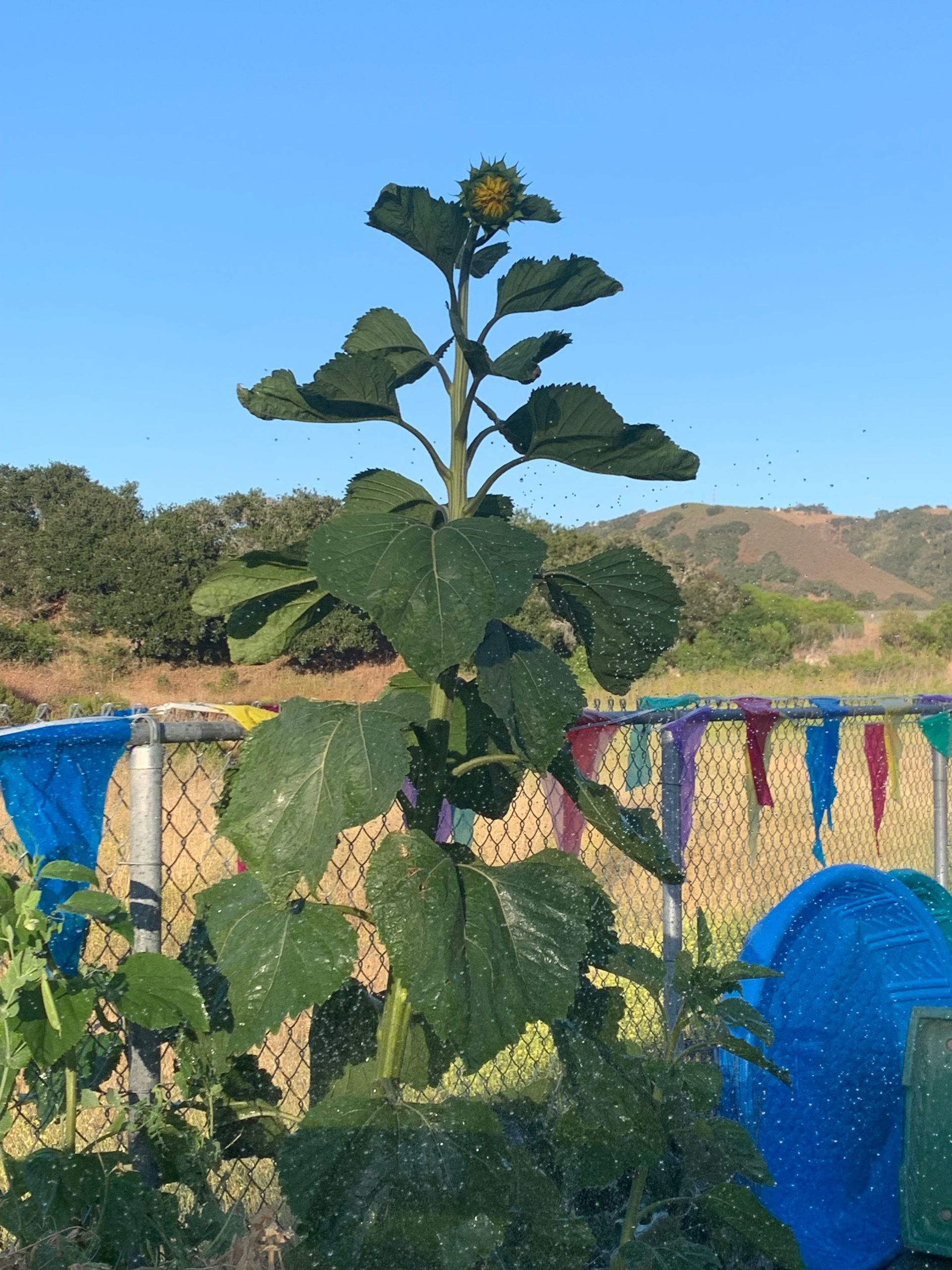A sunflower is growing in the middle of a field