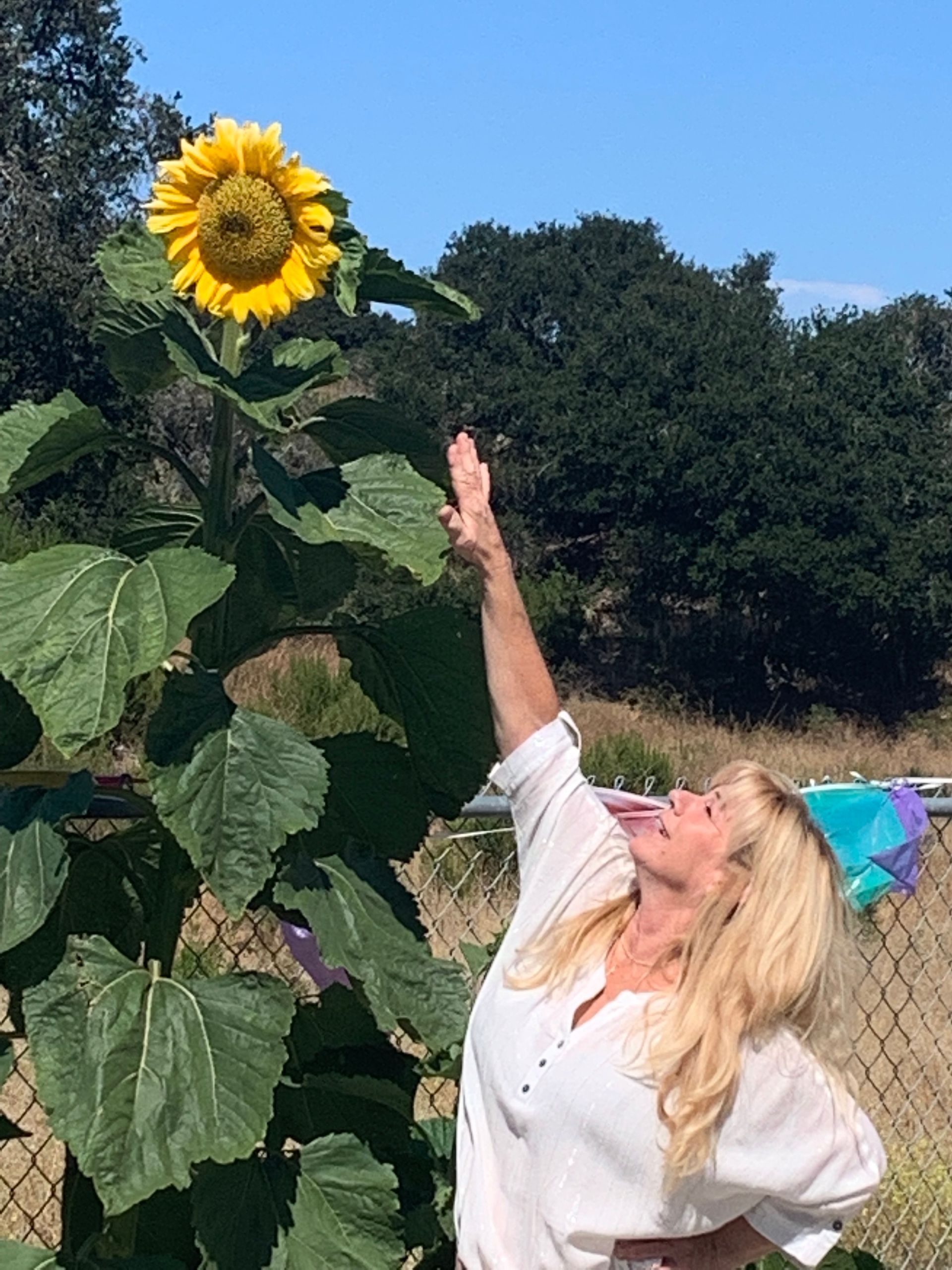 A woman is reaching for a sunflower in a garden.