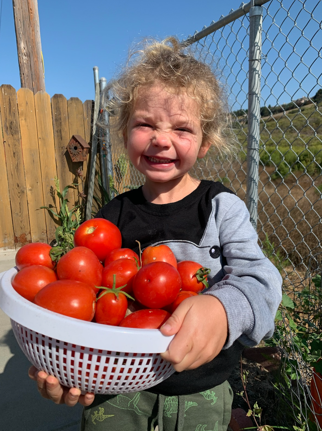 A young boy is holding a basket full of tomatoes.
