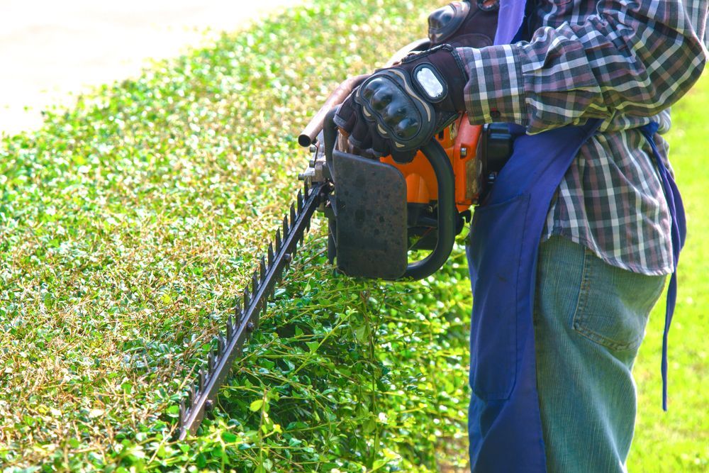 Person Using a Hedge Trimmer to Trim a Hedge; Outdoors on Grass — Lads Lawns & Gardens in Bentley Park, QLD