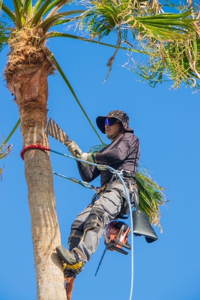 Person Using a Chainsaw to Trim a Tall Palm Tree — Lads Lawns & Gardens in Bentley Park, QLD