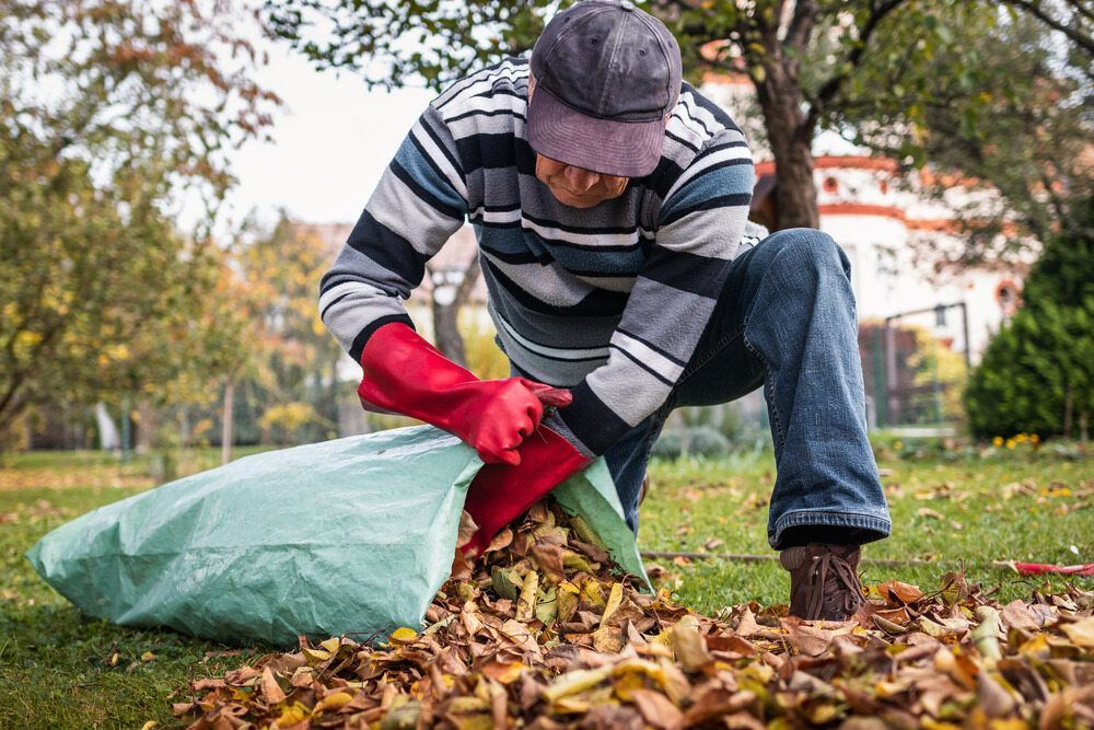 Person Raking Leaves Into a Green Bag in A Yard, Wearing Red Gloves — Lads Lawns & Gardens in Redlynch, QLD