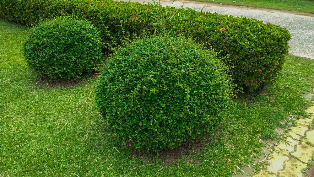 Three Green, Rounded Shrubs and a Rectangular — Lads Lawns & Gardens in Bentley Park, QLD