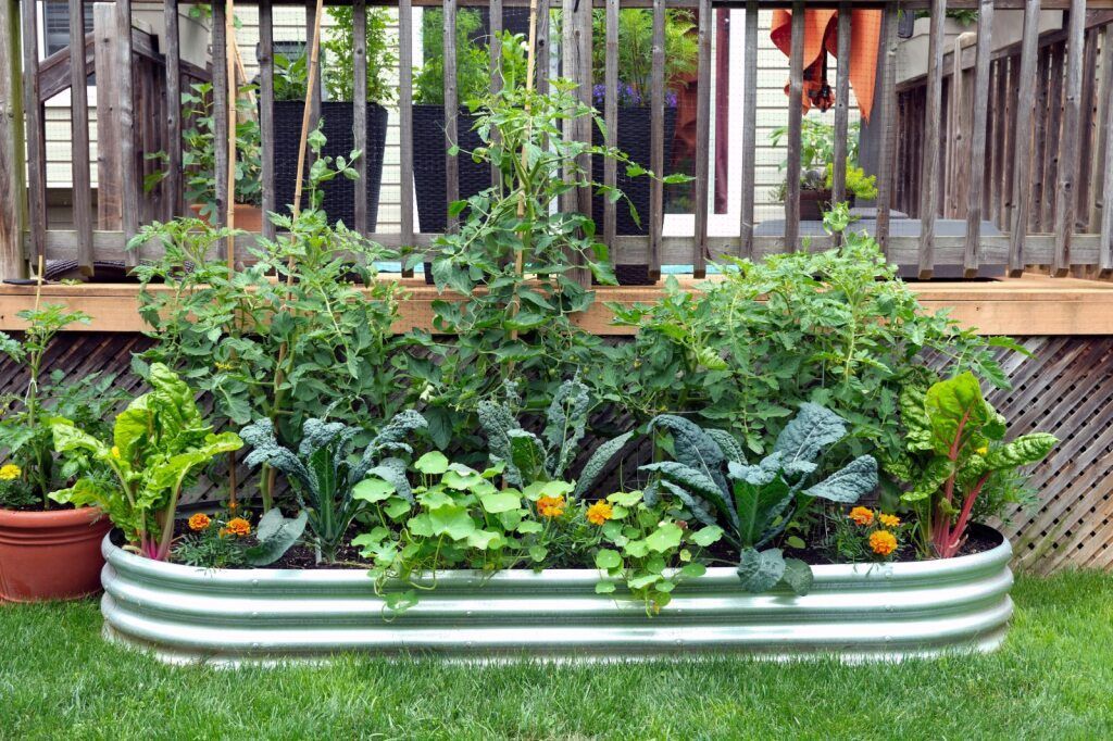 Raised Garden Bed with Various Green Leafy Plants and Flowers on A Lawn — Lads Lawns & Gardens in Port Douglas, QLD
