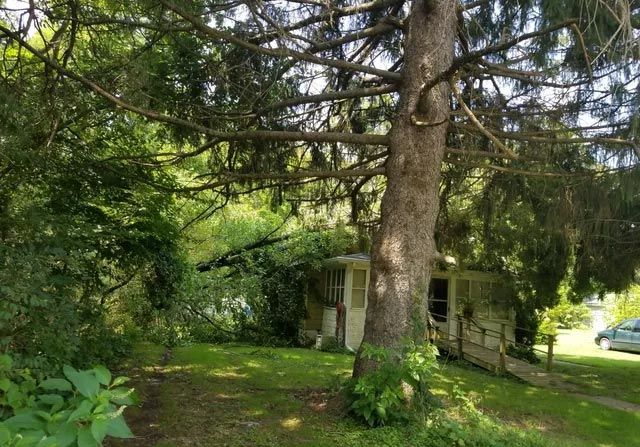 Small, overgrown, weathered house shaded by a large tree. Green foliage and grassy ground surround the structure.