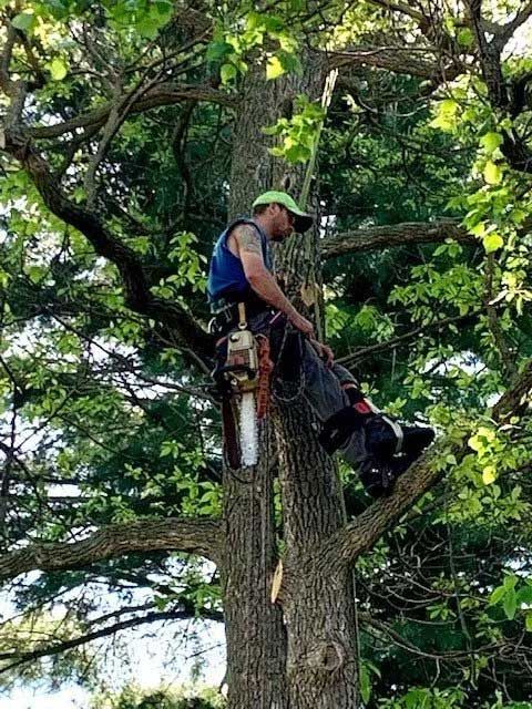 Tree worker in a tree, wearing a safety harness, holding a chainsaw, trimming branches.