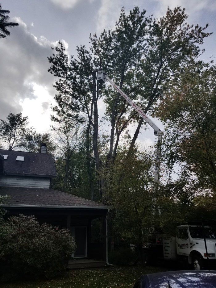 Professional Pruning — Niles, MI — American Tree Care