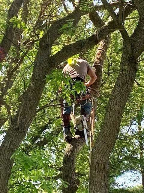 Arborist in tree, cutting branches with a chainsaw. Wearing safety harness. Surrounded by green leaves. Sunny outdoor setting.