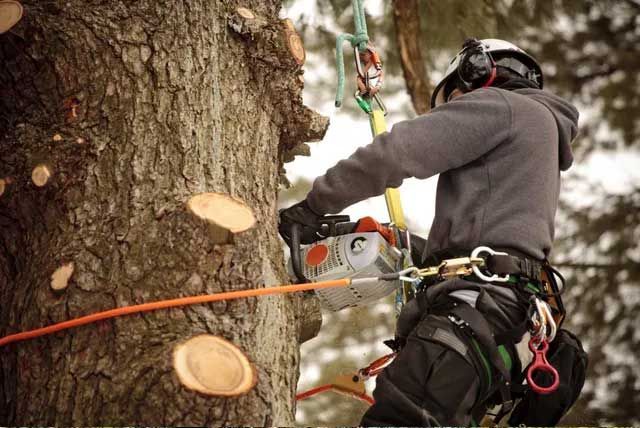Arborist in gray sweatshirt uses chainsaw to cut tree branches, secured by climbing harness.