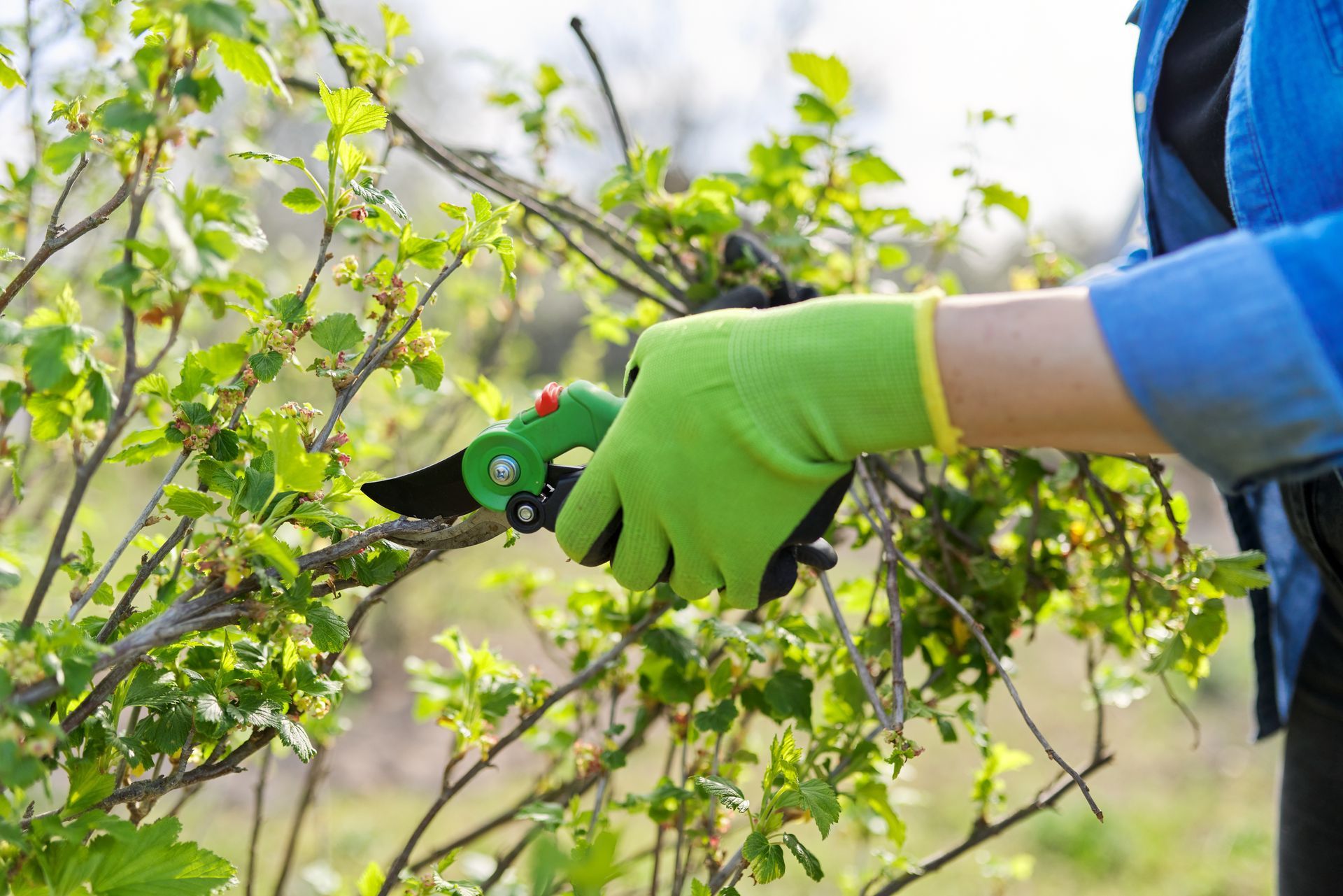 Person wearing green gloves pruning a bush with clippers outdoors.