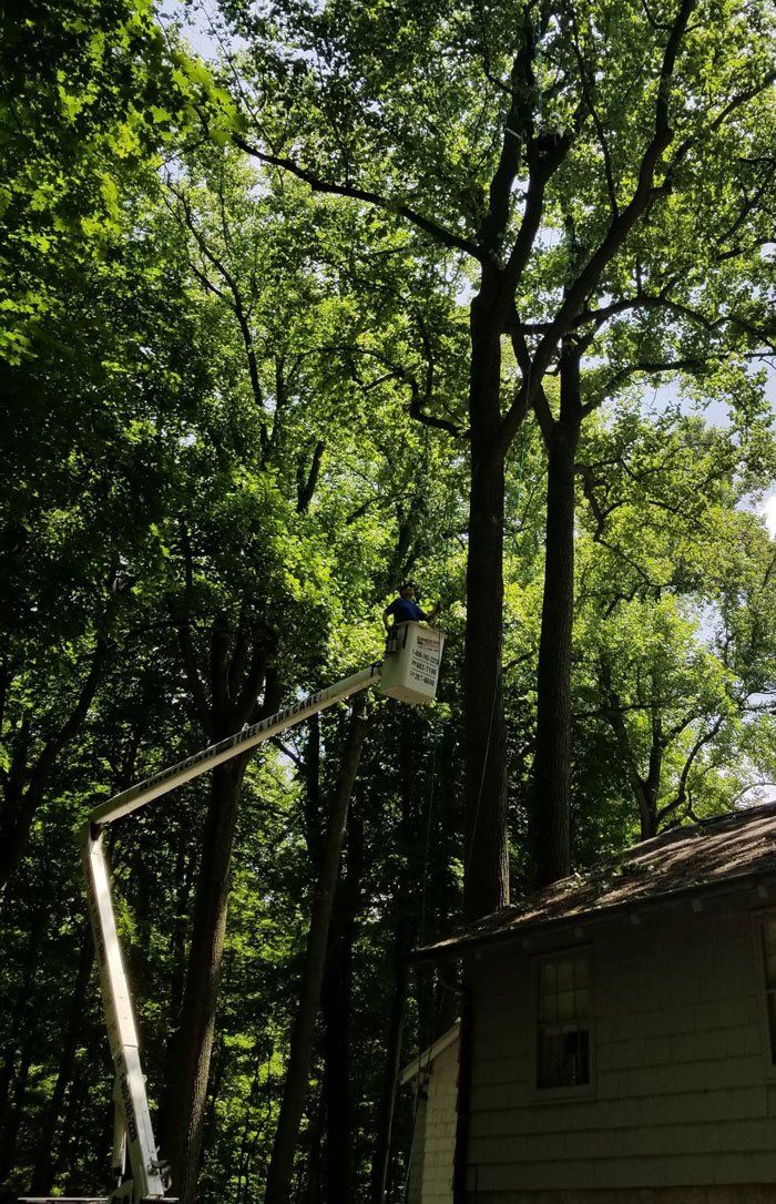Bucket In Action — Niles, MI — American Tree Care
