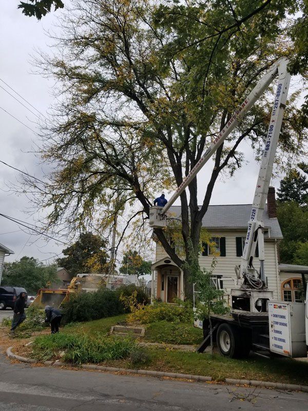 Crew In Action — Niles, MI — American Tree Care