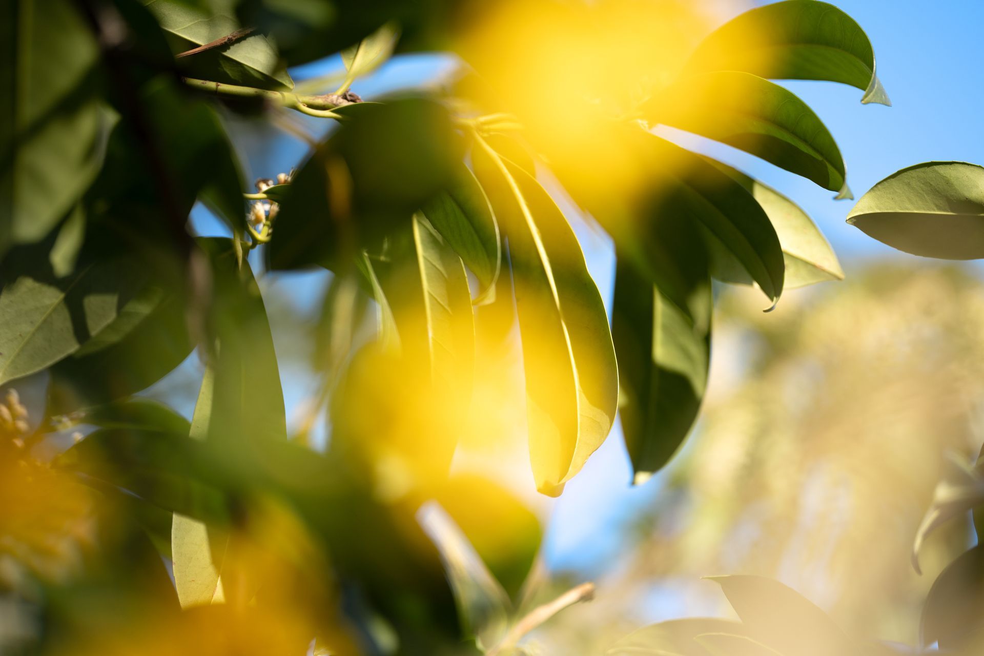 The sun is shining through the leaves of a tree