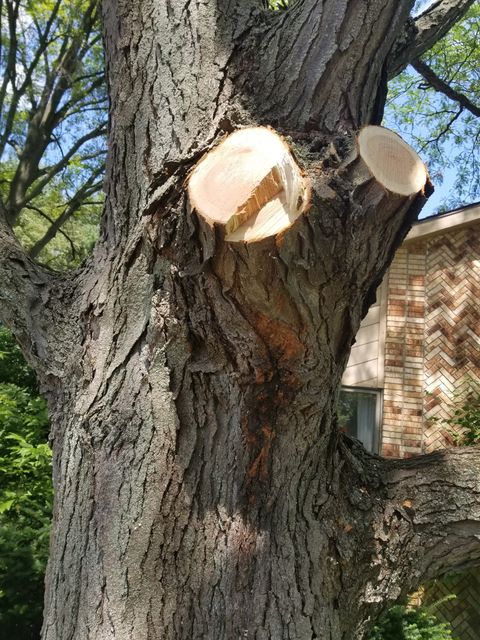 Improper Cuts — Niles, MI — American Tree Care