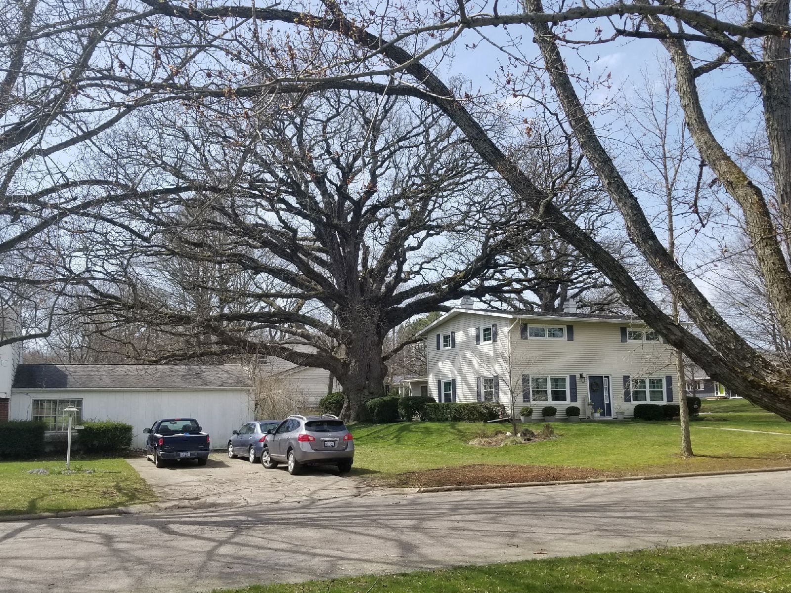 Burr Oak Tree — Niles, MI — American Tree Care