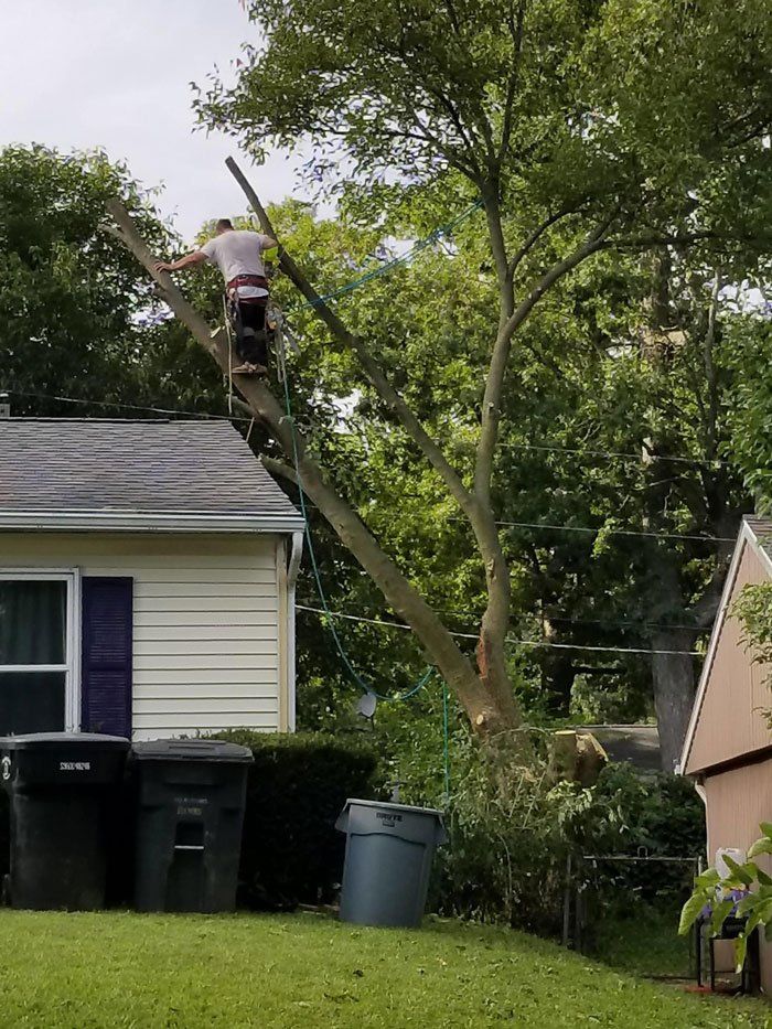 Roping Down  A Tree — Niles, MI — American Tree Care