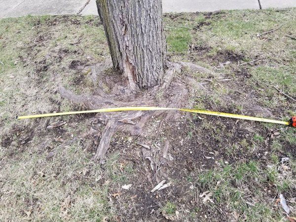 Standard Stump Grinding Diameter — Niles, MI — American Tree Care
