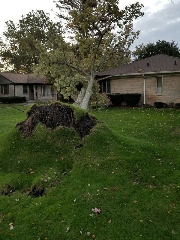 Fallen Tree — Niles, MI — American Tree Care