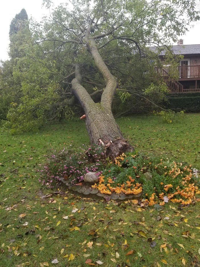 Devastated Tree — Niles, MI — American Tree Care