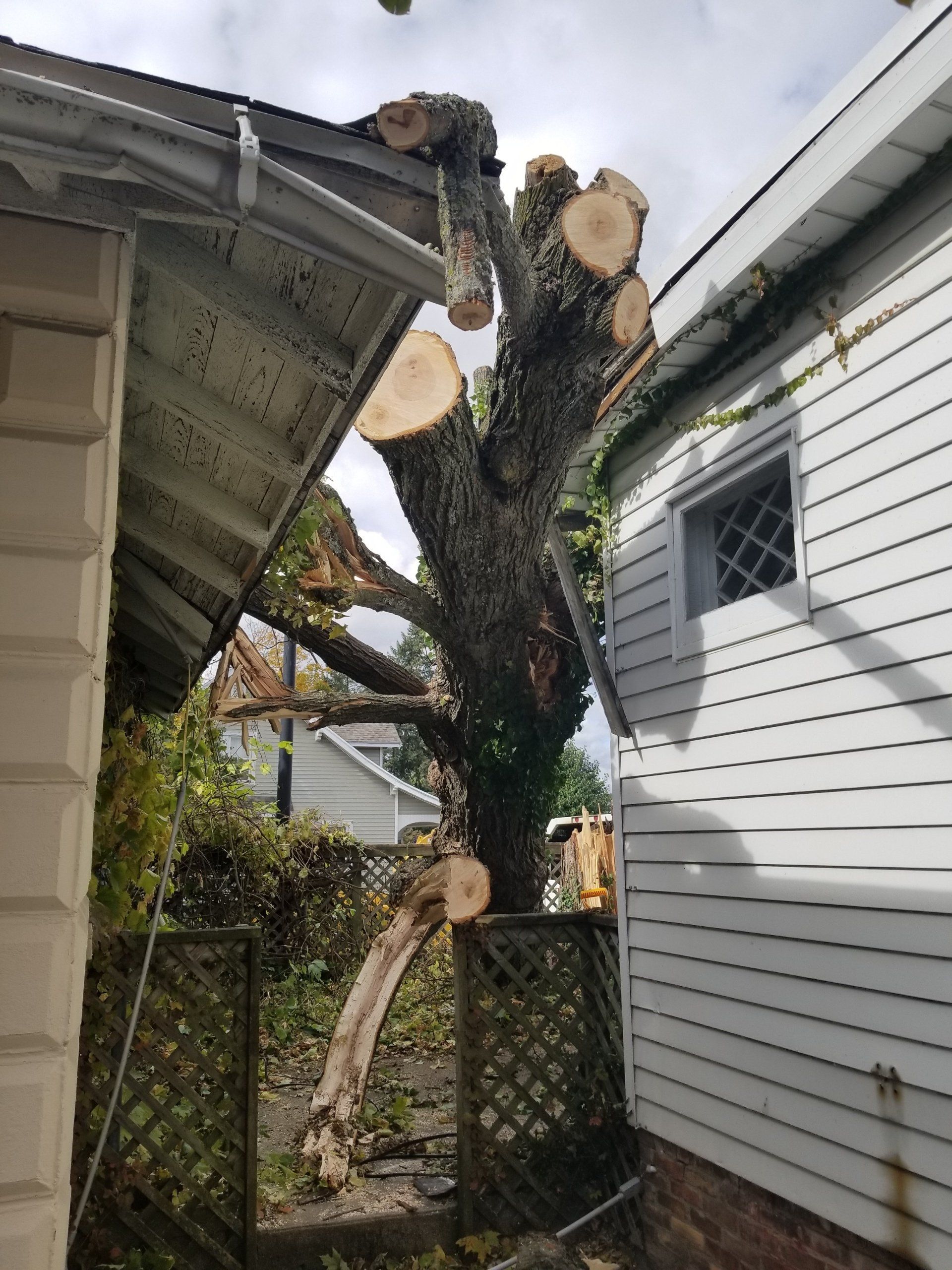 Storm Damage Law Firm Before — Niles, MI — American Tree Care